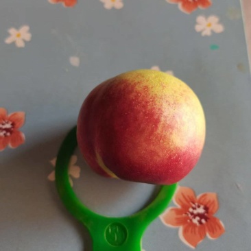 临汾翼城珍珠枣油桃大量