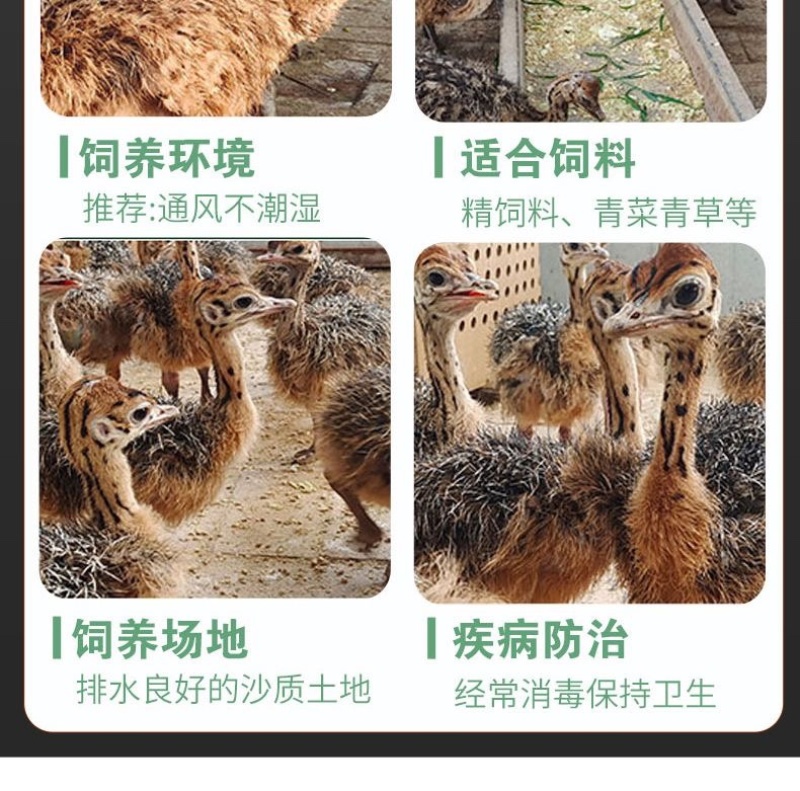 正宗非洲鸵鸟优质种苗批发鸵鸟苗好饲养长势快疫苗齐全