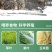 正宗非洲鸵鸟优质种苗批发鸵鸟苗好饲养长势快疫苗齐全