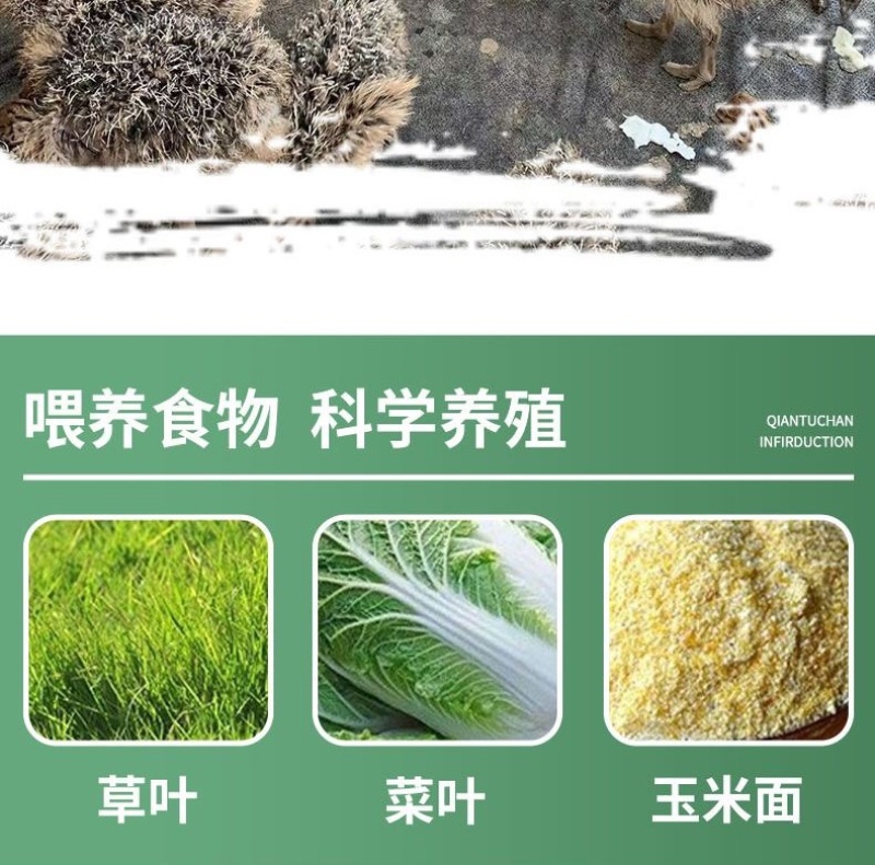 正宗非洲鸵鸟优质种苗批发鸵鸟苗好饲养长势快疫苗齐全
