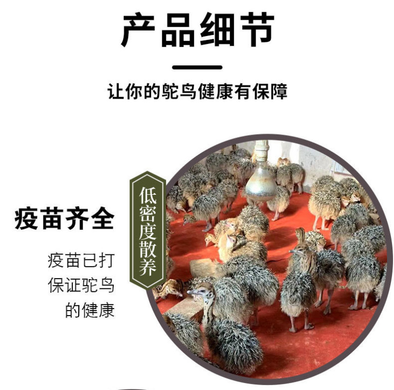 正宗非洲鸵鸟优质种苗批发鸵鸟苗好饲养长势快疫苗齐全