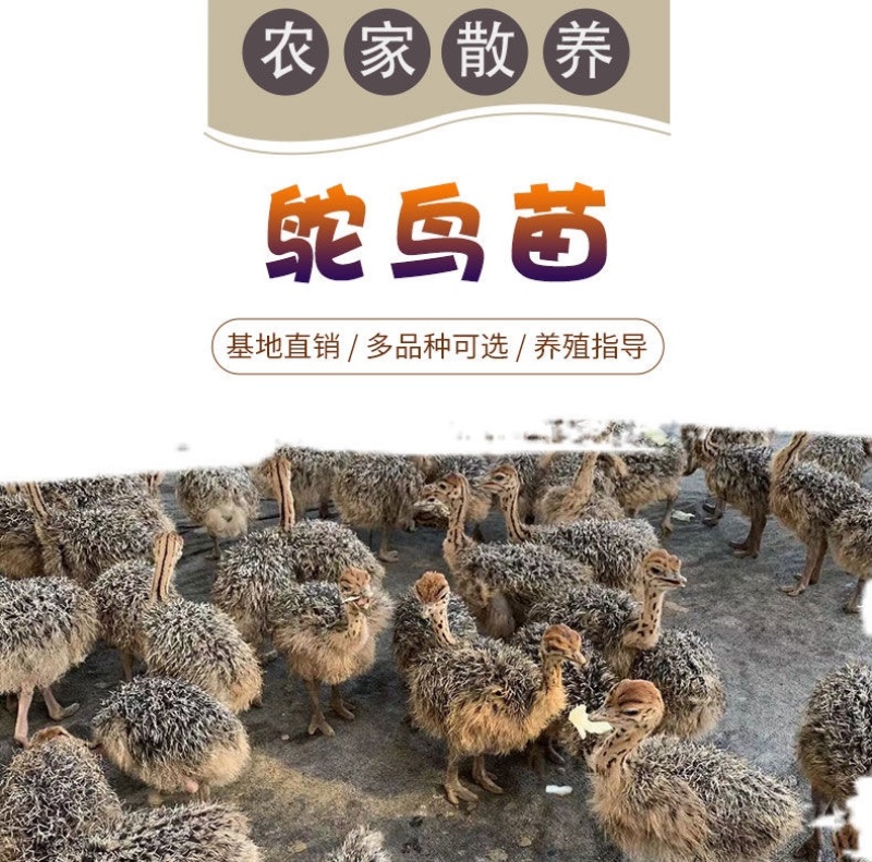 正宗非洲鸵鸟优质种苗批发鸵鸟苗好饲养长势快疫苗齐全