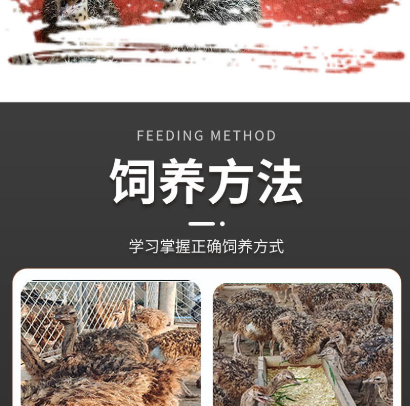 正宗非洲鸵鸟优质种苗批发鸵鸟苗好饲养长势快疫苗齐全