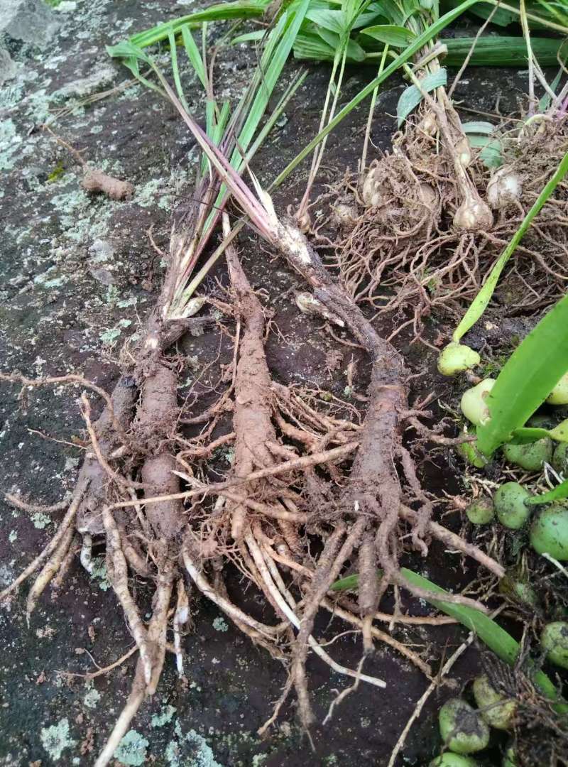野生仙茅统货