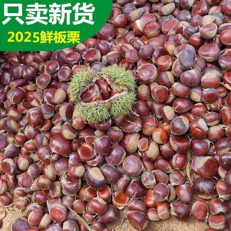 2025新鲜板栗支持一件代发量大优惠
