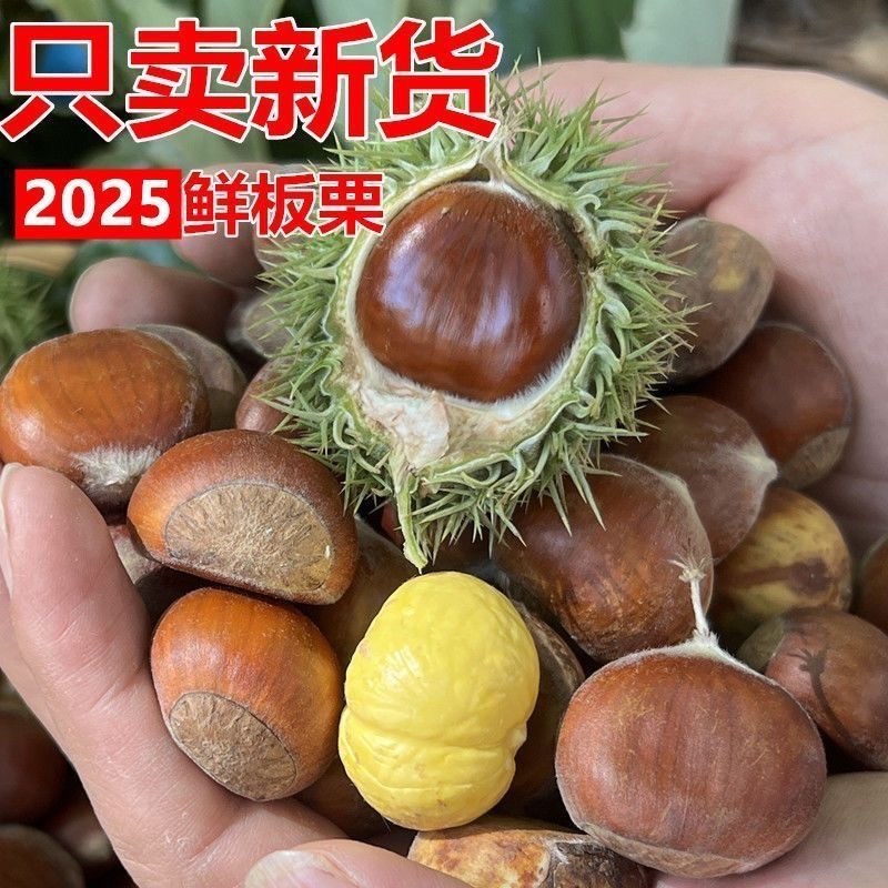2025新鲜板栗支持一件代发量大优惠