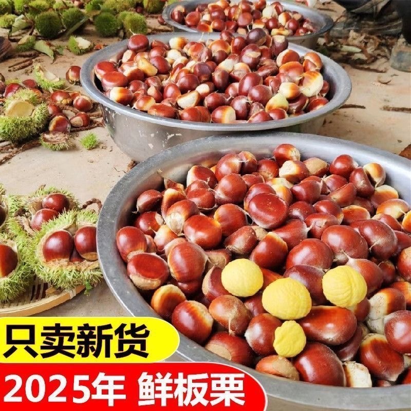 2025新鲜板栗支持一件代发量大优惠
