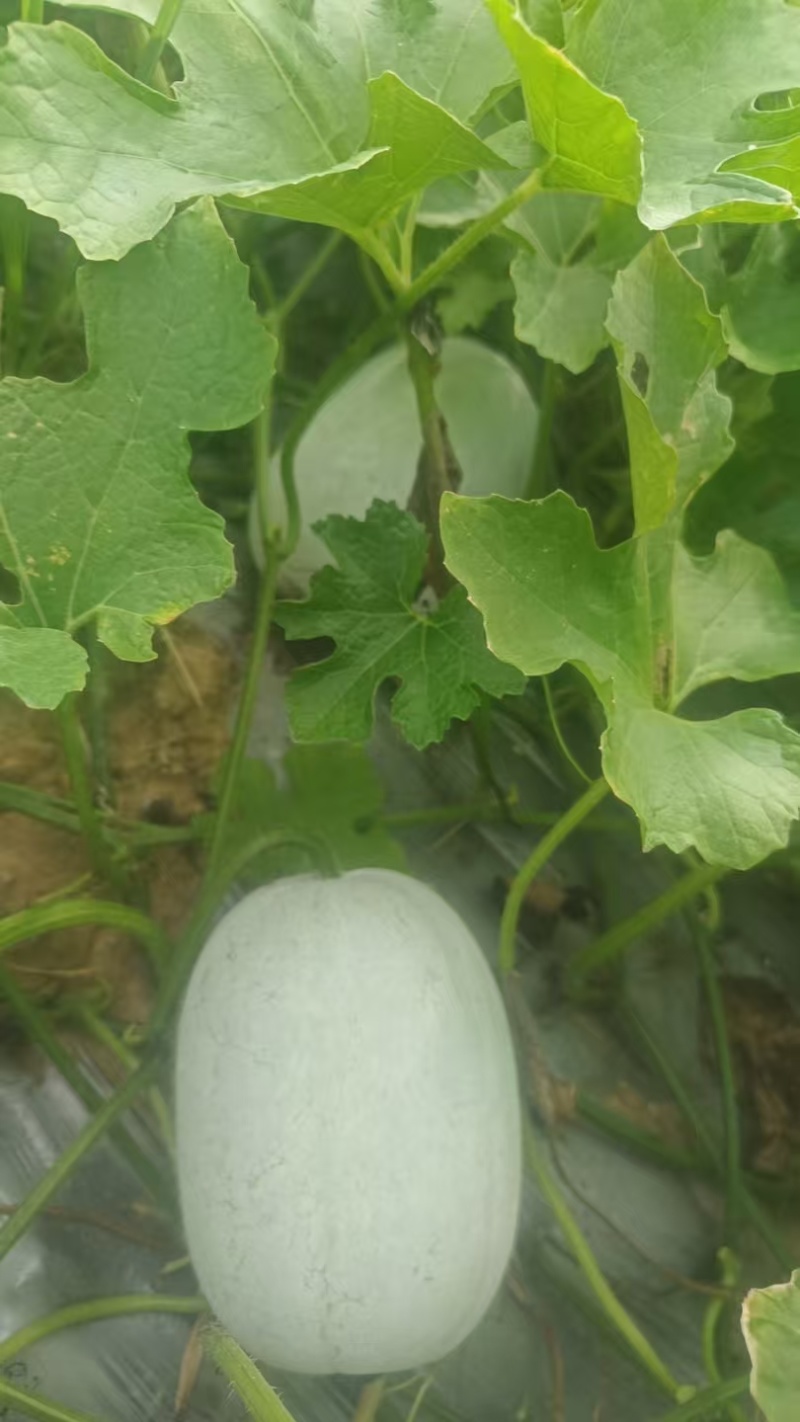 高山富硒水果芋香小冬瓜