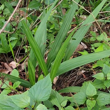 野生仙茅统货