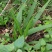 野生仙茅统货