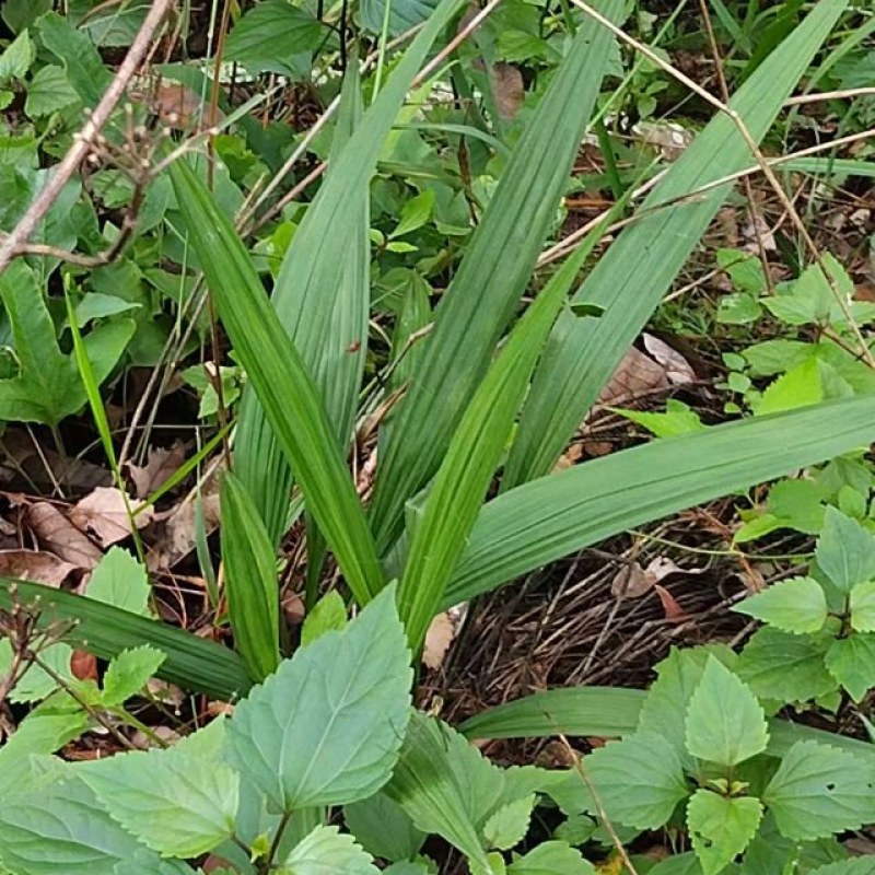 野生仙茅统货