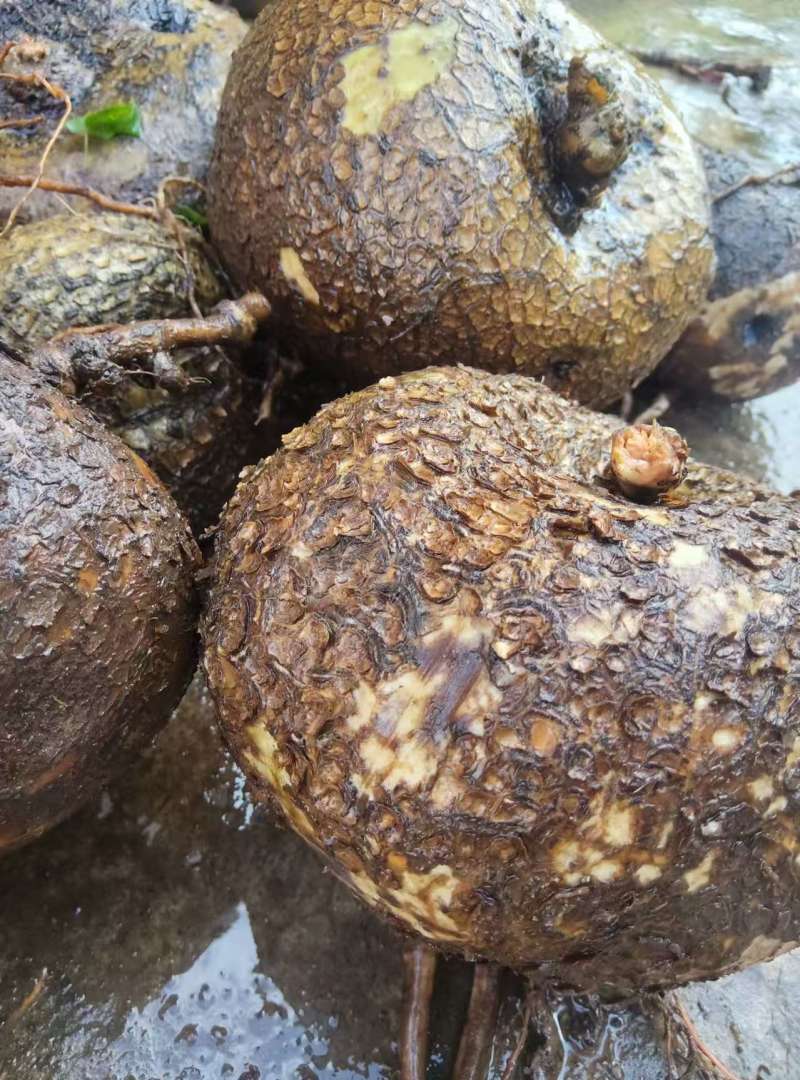 野生干片统货