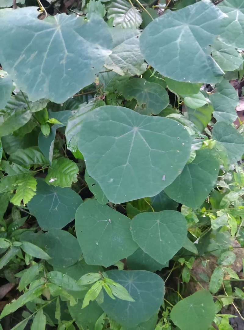 野生干片统货