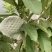 广西特色水果番石榴核心产区直供量大价优欢迎来电洽谈合作