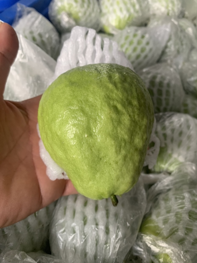 广西特色水果番石榴核心产区直供量大价优欢迎来电洽谈合作