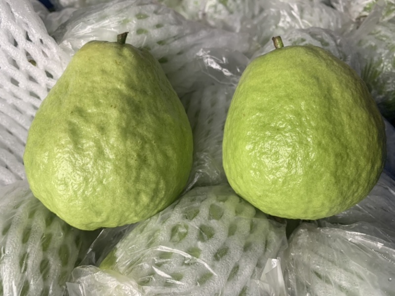 广西特色水果番石榴核心产区直供量大价优欢迎来电洽谈合作
