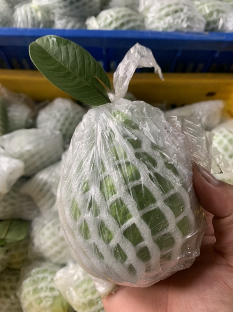 广西特色水果番石榴核心产区直供量大价优欢迎来电洽谈合作