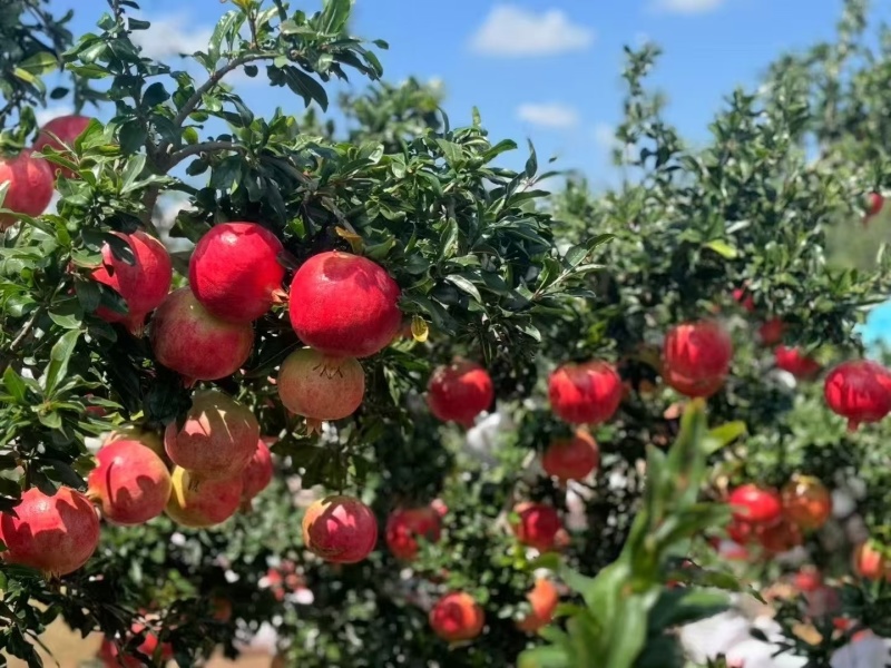 会理软籽石榴电商一件代发保证质量日发三万单