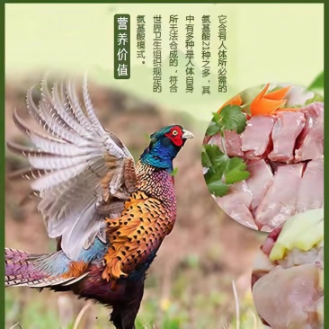 德葆宏七彩山鸡源头屠宰场