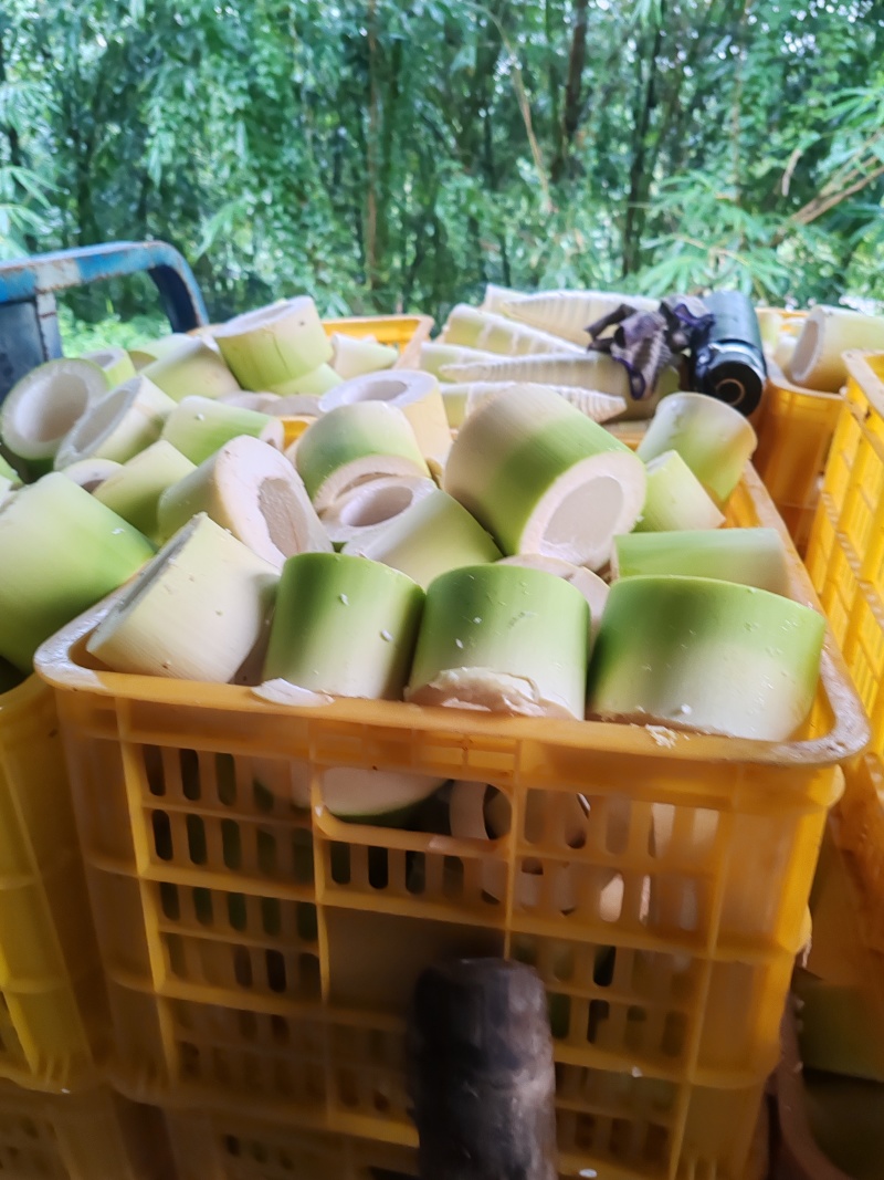 4以上麻竹笋同