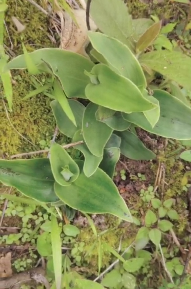 云南野生双肾草干货
