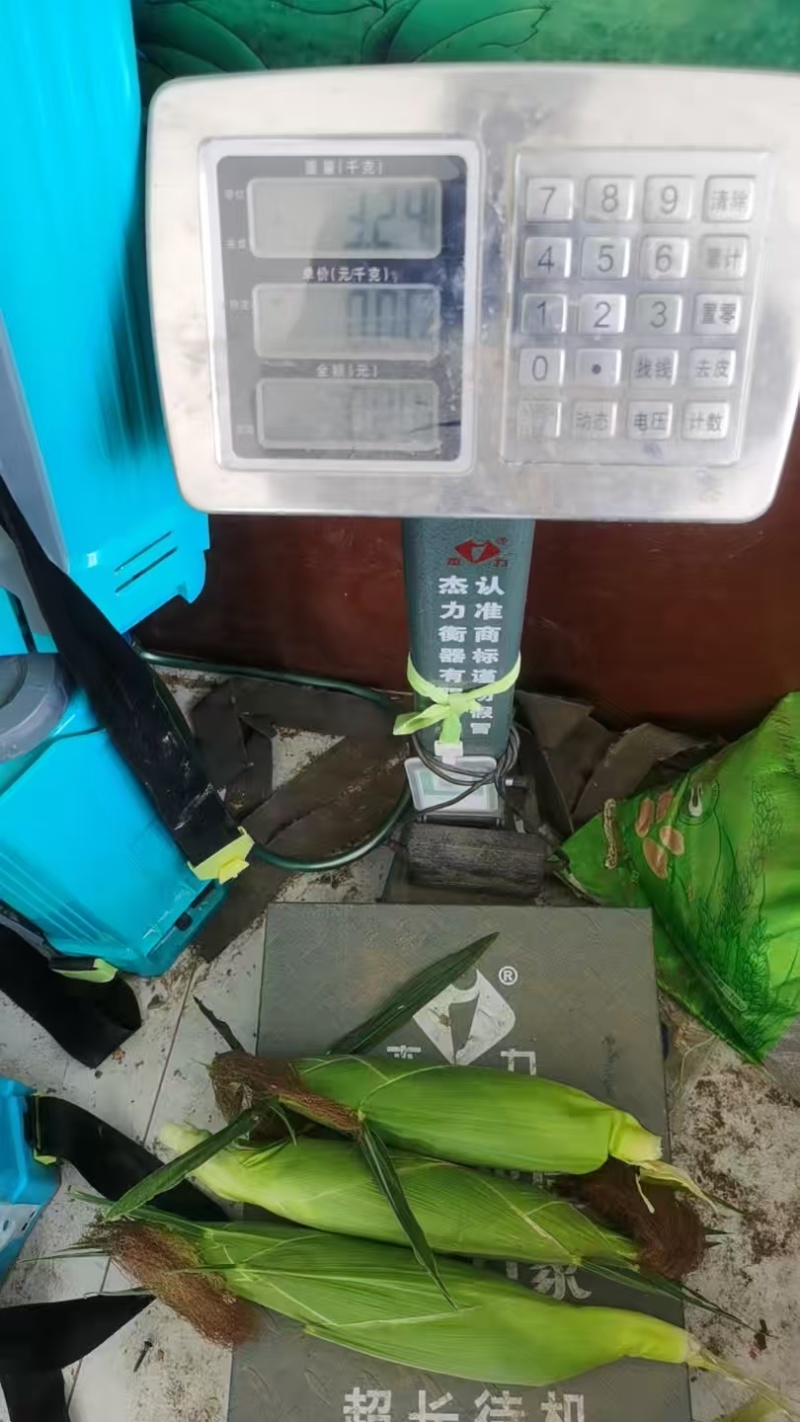 黄白水果玉米