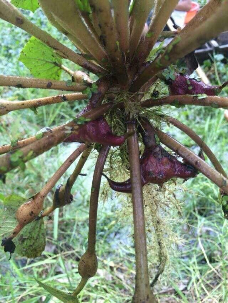 菱角