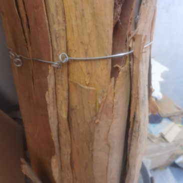 贵州黄柏
