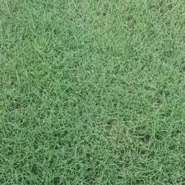 精品百慕大草坪