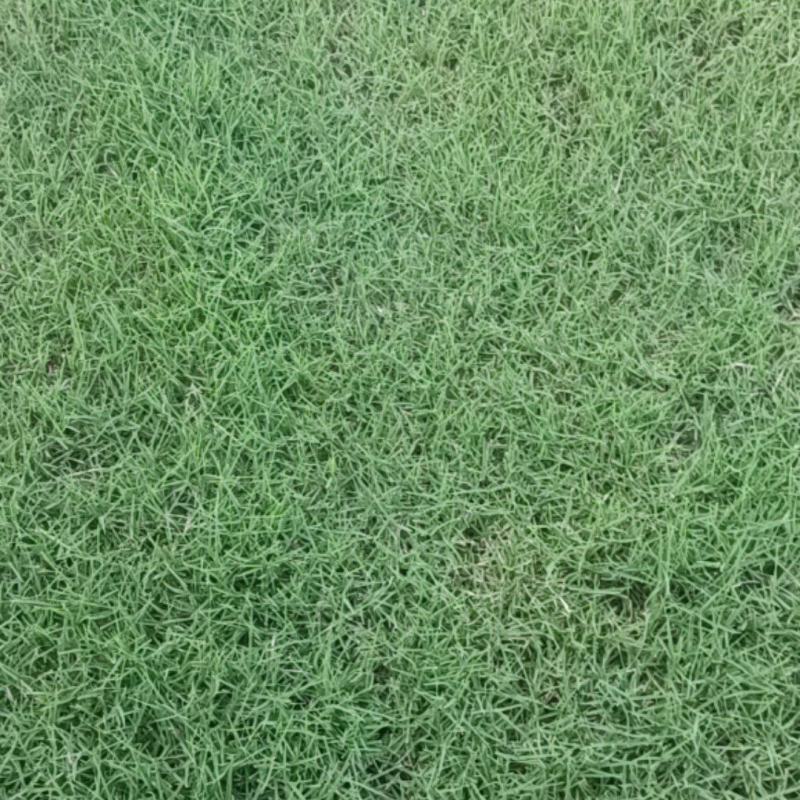 精品百慕大草坪