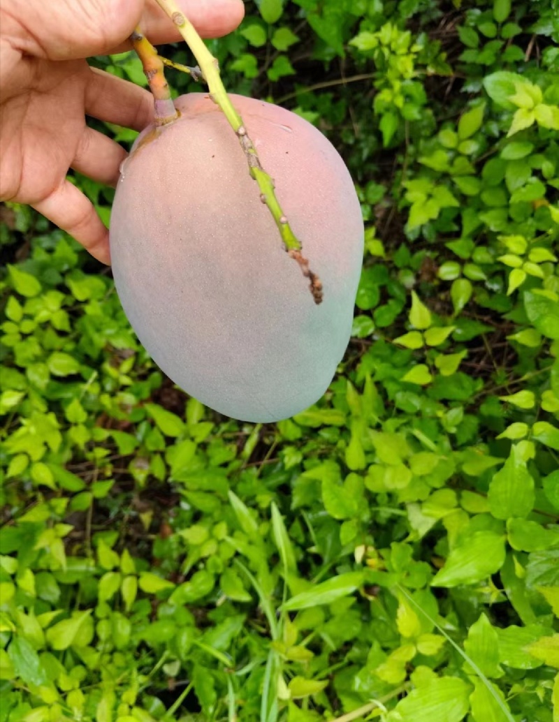 攀枝花凯特芒果
