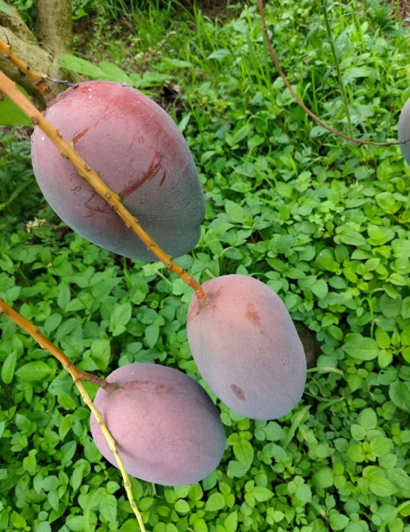 攀枝花凯特芒果