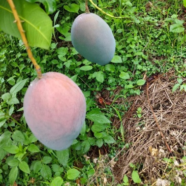 攀枝花凯特芒果