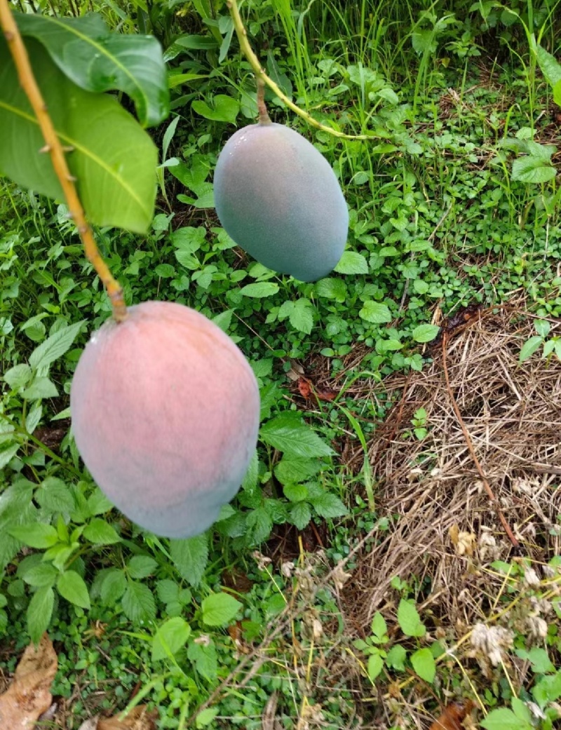 攀枝花凯特芒果