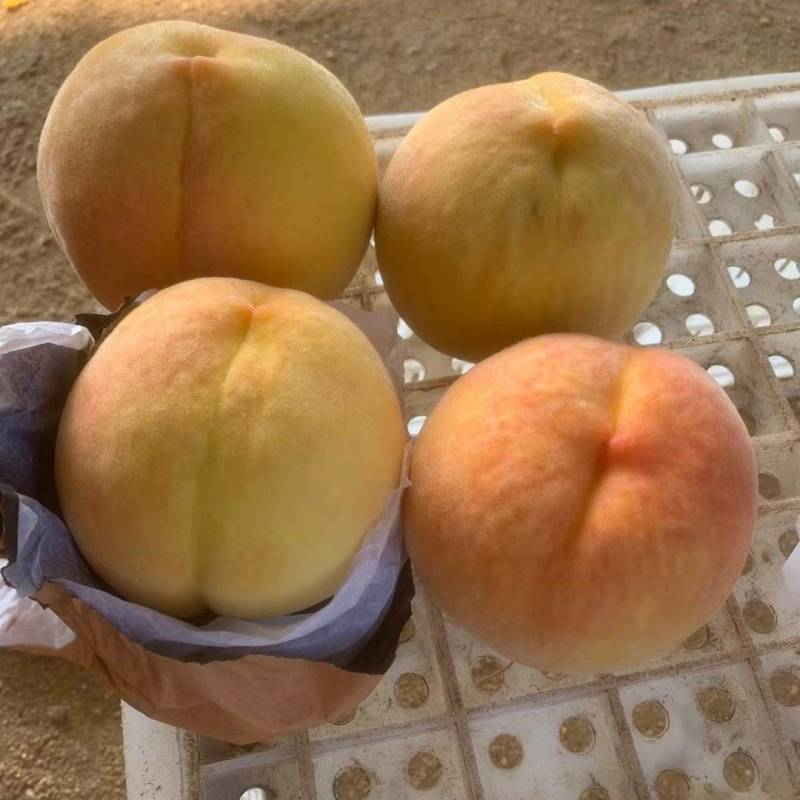 山东黄金三号供应，货源充足，价格合理，代办一切手续