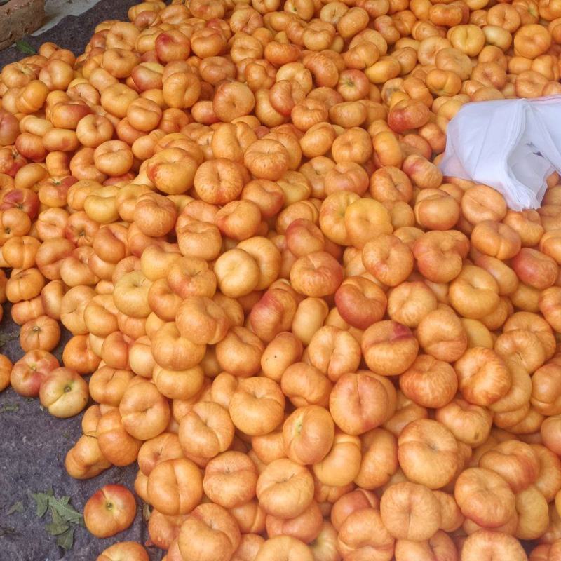 黄毛桃