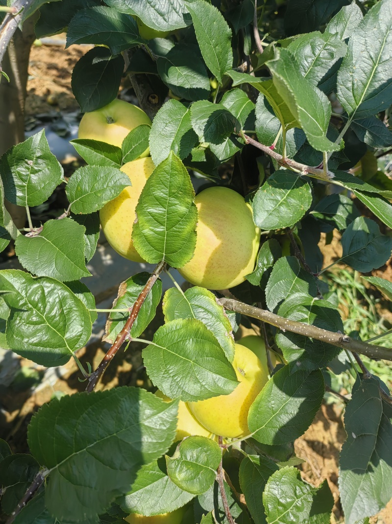 土岐（水蜜桃）苹果:果肉酥脆，皮薄，水份足，糖分高，纯甜