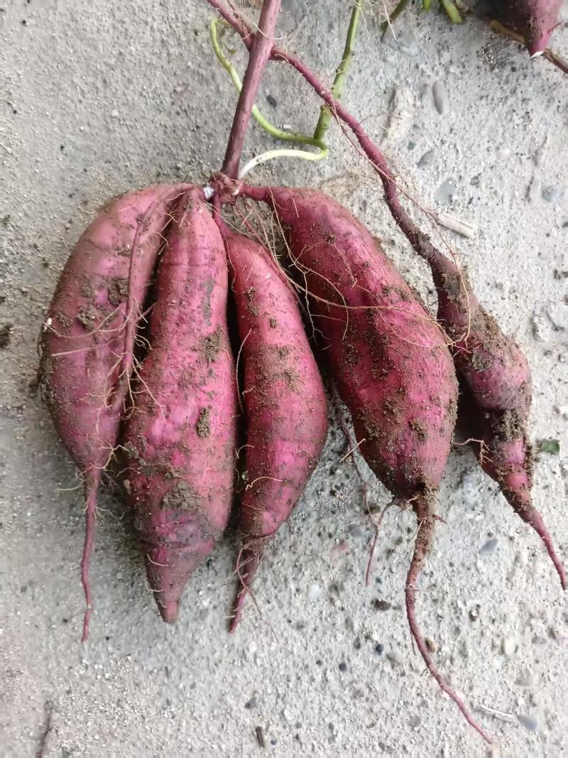 秦薯5号板栗红薯红皮黄心条形好无虫眼干面清甜