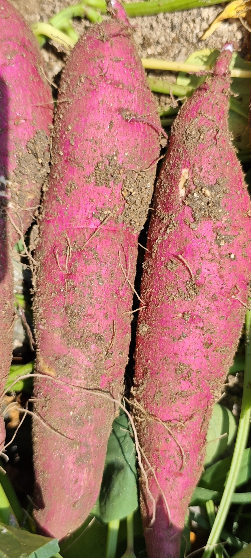 秦薯5号板栗红薯红皮黄心条形好无虫眼干面清甜