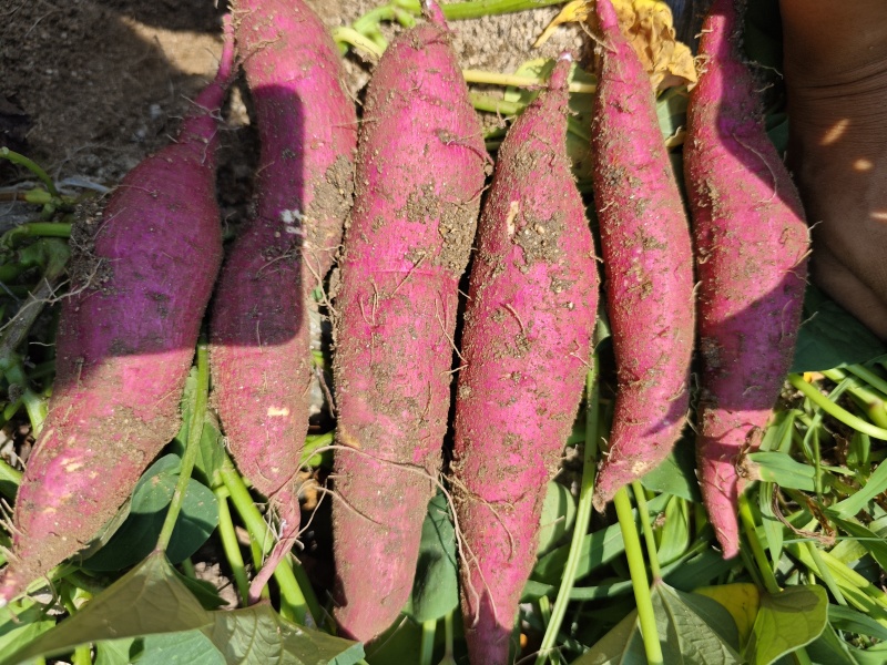 秦薯5号板栗红薯红皮黄心条形好无虫眼干面清甜