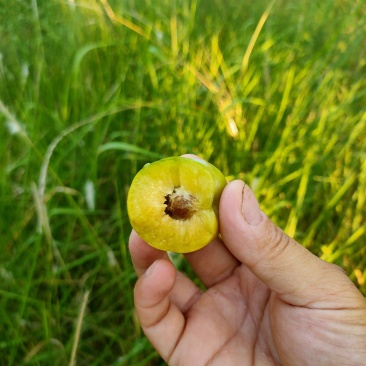 蜜脆李