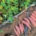 【源头直采】新鲜红薯徐薯50现挖现发欢迎来电咨询