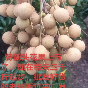 广西平南县石硖龙眼基地