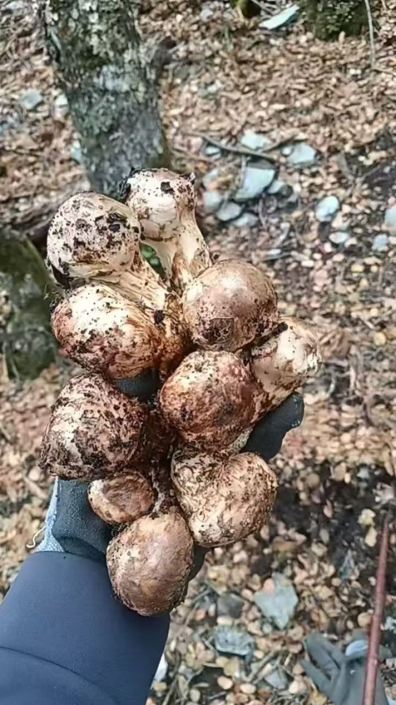 新鲜松茸需要的老板赶紧下单