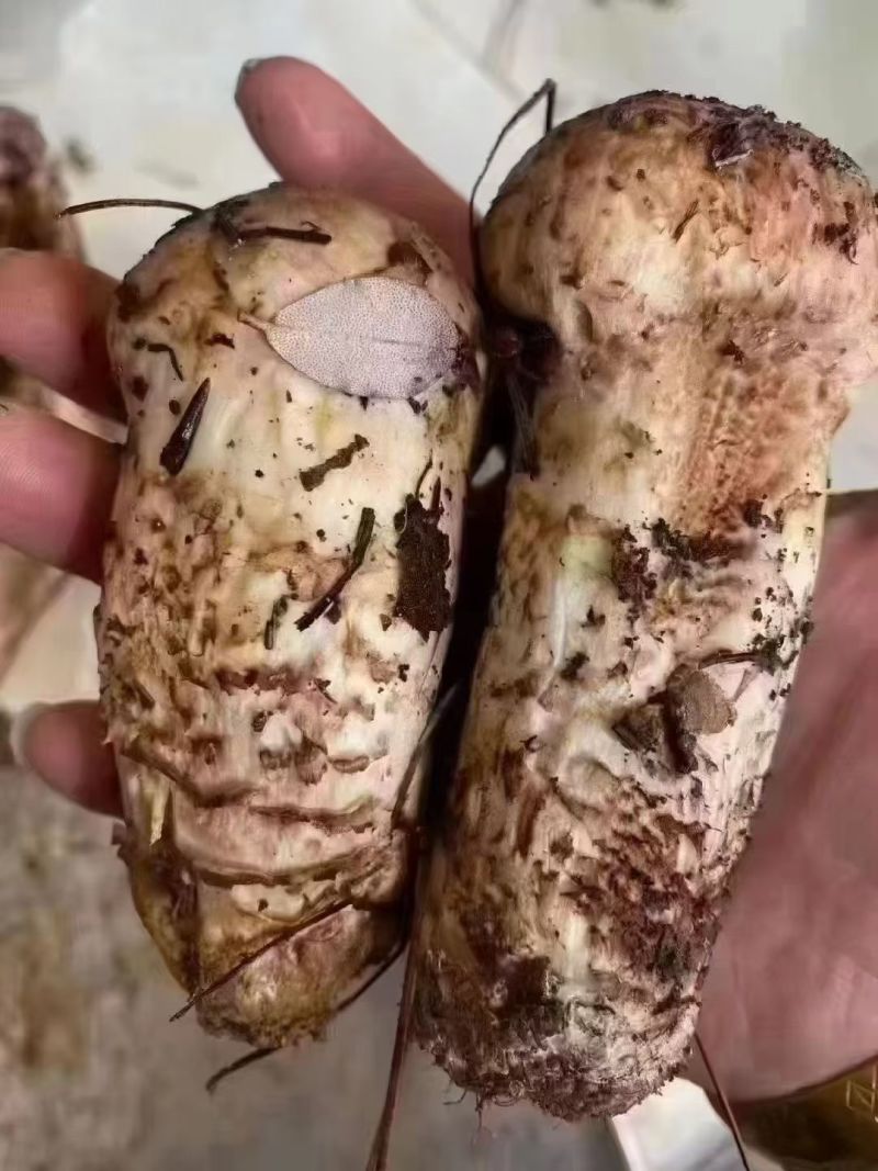 新鲜松茸需要的老板赶紧下单