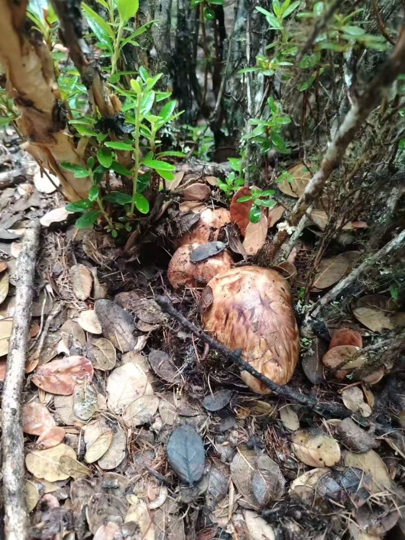 新鲜松茸需要的老板赶紧下单