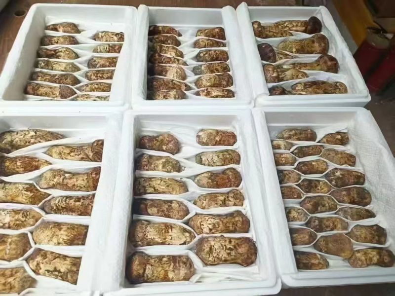 新鲜松茸需要的老板赶紧下单