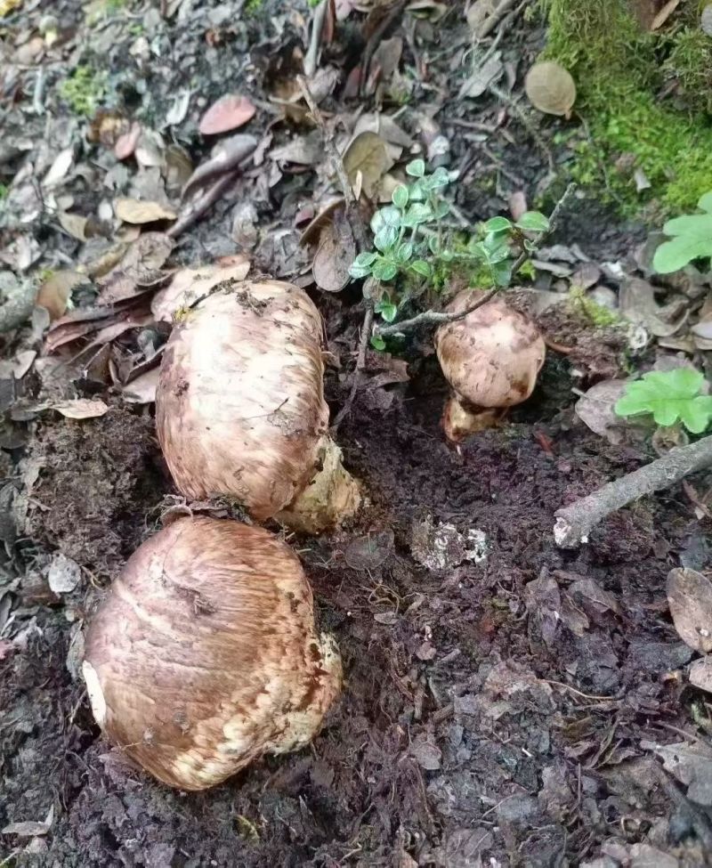 新鲜松茸需要的老板赶紧下单