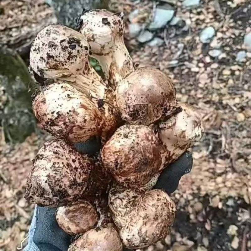 新鲜松茸需要的老板赶紧下单