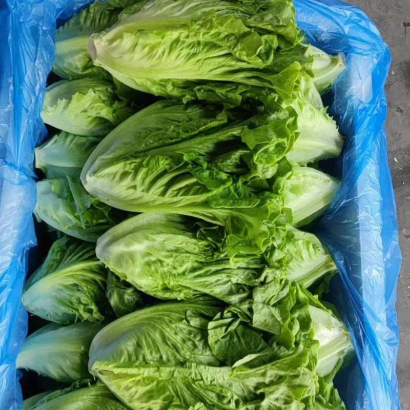 精品意大利质量保证产地直发需要的老板前来选购